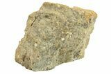Polished Howardite Meteorite Section ( g) - Bechar #286964-1